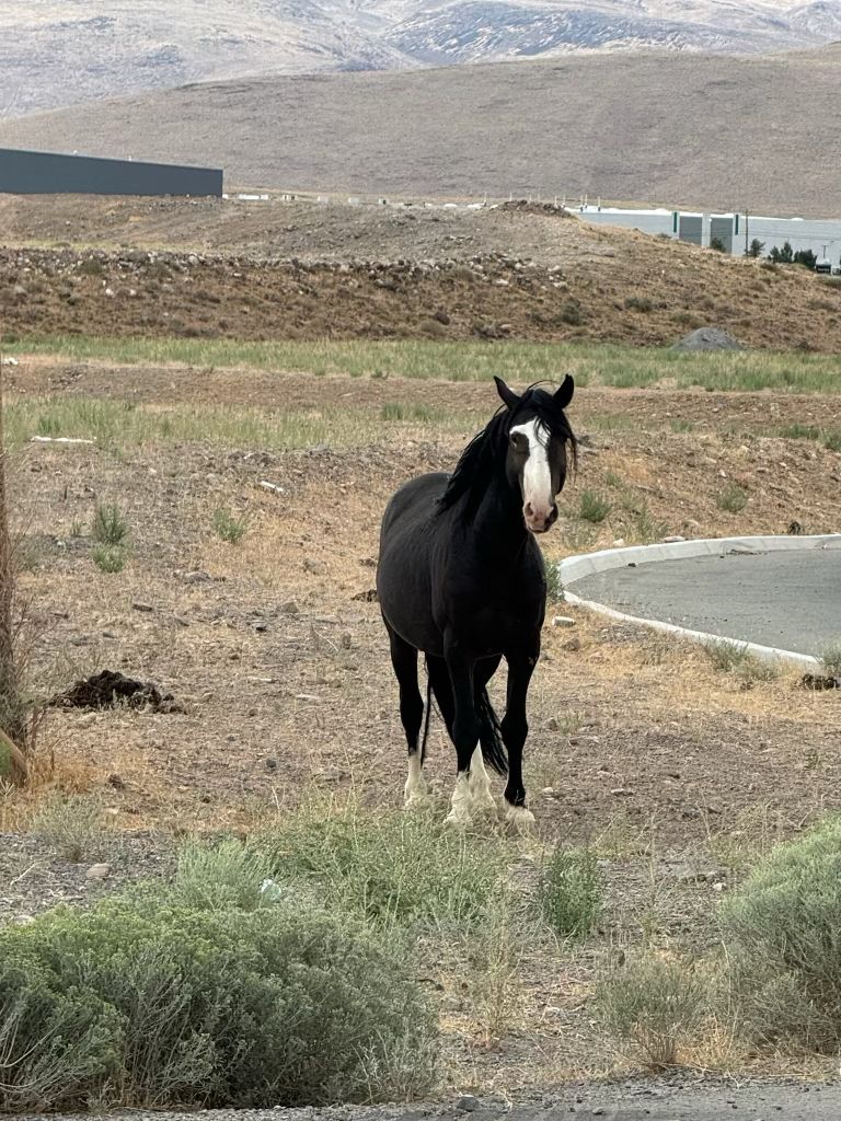 WhatsApp Image 2025-04-13 at 03.49.00_4a6d48dc